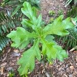 Quercus austrina Foglia
