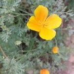 Eschscholzia caespitosa Flor