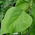 Phaseolus vulgaris Blatt