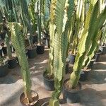 Euphorbia murieliiЛіст