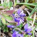 Polygala alpina Flor