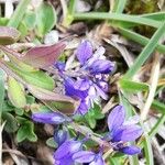 Polygala alpina Flors