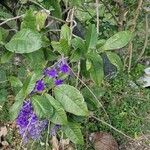 Petrea volubilis Leaf