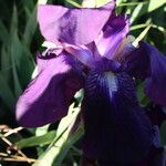 Iris germanica Kvet