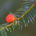 Taxus brevifolia Плод