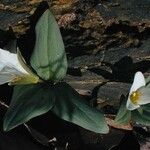 Trillium nivale ᱛᱟᱦᱮᱸ