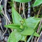 Pinguicula alpina Hoja