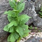 Nicotiana tabacum Natur