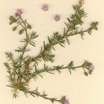Spergularia rubra Otro