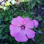 Malva trimestrisFlower