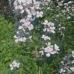 Lunaria annua Λουλούδι
