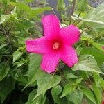 Hibiscus moscheutosFloare