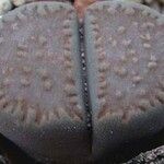 Lithops villetii Fuelha