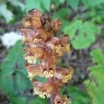 Orobanche flavaFlower