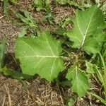 Solanum stramoniifolium Leaf