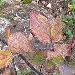 Thalictrum flavum Leaf