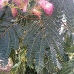 Albizia julibrissin 葉