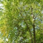 Juglans californica Leaf