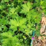 Geranium platypetalum Leaf