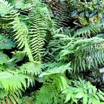 Dryopteris × complexa অভ্যাস