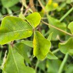 Commiphora baluensis Лист