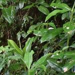 Costus woodsonii पत्ता