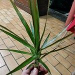 Yucca aloifoliaഇല