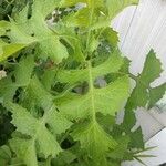 Lactuca biennis Leaf