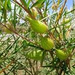 Gomphocarpus fruticosus Fruit