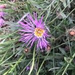 Volutaria muricata Λουλούδι