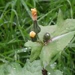 Sonchus oleraceusFlor