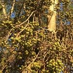 Ficus sur Habitat