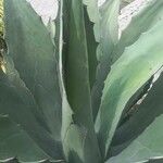 Agave shaferi Листок