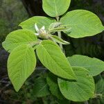 Desmodium maxonii Blad