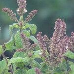 Ocimum gratissimum Flower