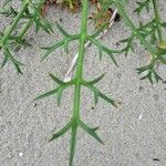 Echinophora spinosa Leaf