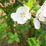 Malus sylvestrisFiore