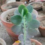 Sedum sieboldii Hoja