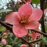 Chaenomeles speciosa Floare