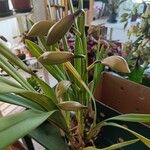 Cymbidium devonianum পাতা