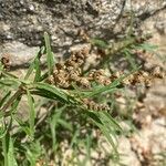 Amaranthus muricatus Fruit