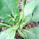 Ruellia tuberosa Frukt