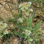 Phacelia heterophylla عادت