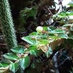 Begonia foliosa برگ