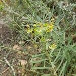 Euphorbia esula Blomst