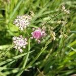 Oenanthe fistulosa Flower