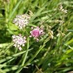 Oenanthe fistulosa Blüte