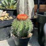 Melocactus matanzanus 葉