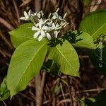 Holarrhena pubescens Fiore