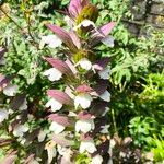 Acanthus spinosusЦветок